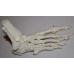 Foot Model, Flexible, Life size Foot Model, Flexible, Life size