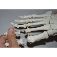 Elastic Foot Demonstration Model 