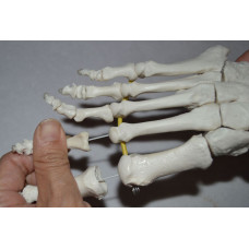 Elastic Foot Demonstration Model 
