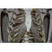 Skeleton, life size, 170cm