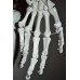Skeleton, life size, 170cm