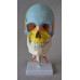 Didactic Colored Human Skull Model,with 7 cervical vertebrae, nerve and artery, on stand Didactic Colored Human Skull Model,with 7 cervical vertebrae, nerve and artery, on stand