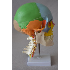Didactic Colored Human Skull Model,with 7 cervical vertebrae, nerve and artery, on stand