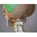 Didactic Colored Human Skull Model,with 7 cervical vertebrae, nerve and artery, on stand Didactic Colored Human Skull Model,with 7 cervical vertebrae, nerve and artery, on stand