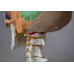 Didactic Colored Human Skull Model,with 7 cervical vertebrae, nerve and artery, on stand Didactic Colored Human Skull Model,with 7 cervical vertebrae, nerve and artery, on stand