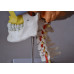 Didactic Colored Human Skull Model,with 7 cervical vertebrae, nerve and artery, on stand Didactic Colored Human Skull Model,with 7 cervical vertebrae, nerve and artery, on stand