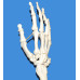 Anatomical Human Upper Limb Skeleton Model, Life Size Anatomical Human Upper Limb Skeleton Model, Life Size