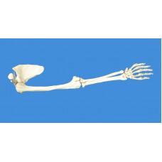 Anatomical Human Upper Limb Skeleton Model, Life Size     