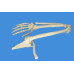 Anatomical Human Upper Limb Skeleton Model, Life Size Anatomical Human Upper Limb Skeleton Model, Life Size