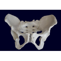 Female Pelvis Skeleton Model, Life Size 