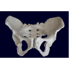 Female Pelvis Skeleton Model, Life Size 