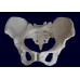 Female Pelvis Skeleton Model, Life Size 