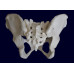 Female Pelvis Skeleton Model, Life Size 