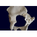 Female Pelvis Skeleton Model, Life Size 