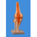 Knee Joint Model, Life Size Knee Joint Model, Life Size
