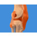 Knee Joint Model, Life Size Knee Joint Model, Life Size