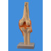 Knee Joint Model, Life Size Knee Joint Model, Life Size