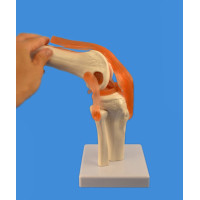 Knee Joint Model, Life Size Knee Joint Model, Life Size