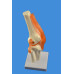 Knee Joint Model, Life Size Knee Joint Model, Life Size