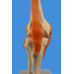 Knee Joint Model, Life Size Knee Joint Model, Life Size