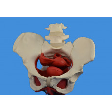 Female Pelvis Model w/ Removable Organs, 6-part, Life Size NEW