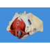 Female Pelvis Model w/ Removable Organs, 6-part, Life Size NEW