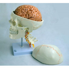Human Skull Model, with cervical vertebrae and brain