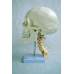 Human Skull Model, with cervical vertebrae and brain Human Skull Model, with cervical vertebrae and brain