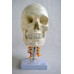 Human Skull Model, with cervical vertebrae and brain Human Skull Model, with cervical vertebrae and brain