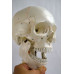 Human Skull Model, with cervical vertebrae and brain Human Skull Model, with cervical vertebrae and brain