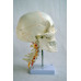 Human Skull Model, with cervical vertebrae and brain Human Skull Model, with cervical vertebrae and brain