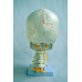 Human Skull Model, with cervical vertebrae and brain Human Skull Model, with cervical vertebrae and brain