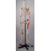 Skeleton,  with Flexible Spine, Articulated, w/Ligament & Muscle Insertions, Life Size, 170cm