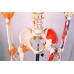 Skeleton,  with Flexible Spine, Articulated, w/Ligament & Muscle Insertions, Life Size, 170cm