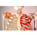 Skeleton,  with Flexible Spine, Articulated, w/Ligament & Muscle Insertions, Life Size, 170cm