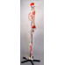 Skeleton,  with Flexible Spine, Articulated, w/Ligament & Muscle Insertions, Life Size, 170cm