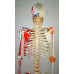 Skeleton, Muscular Painted, With Ligament,  Numbered, Life Size, 170cm