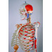 Skeleton,  with Flexible Spine, Articulated, w/Ligament & Muscle Insertions, Life Size, 170cm