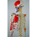 Skeleton, Muscular Painted, With Ligament,  Numbered, Life Size, 170cm