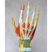 Hand Model with Ligaments, Muscles, Nerves and Arteries, 7-Part, Life Size Hand Model with Ligaments, Muscles, Nerves and Arteries, 7-Part, Life Size