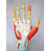 Hand Model with Ligaments, Muscles, Nerves and Arteries, 7-Part, Life Size Hand Model with Ligaments, Muscles, Nerves and Arteries, 7-Part, Life Size