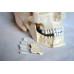 Skull, 4-Part, With Lower Jaw 16 Teeth Extractable