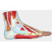 Foot Skeleton Model with Ligaments, Muscles, Nerves and Arteries, 9-Part, Life Size, Finest Details