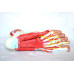 Foot Skeleton Model with Ligaments, Muscles, Nerves and Arteries, 9-Part, Life Size, Finest Details