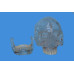 Skull Model, Transparent, Life Size