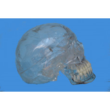 Skull Model, Transparent, Life Size