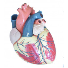 Jumbo Heart Model, 3-part, 3X Enlarged,