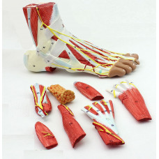 Foot Skeleton Model with Ligaments, Muscles, Nerves and Arteries, 9-Part, Life Size, Finest Details