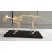 Feline (Cat) Skeleton Model, Life Size