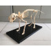 Feline (Cat) Skeleton Model, Life Size